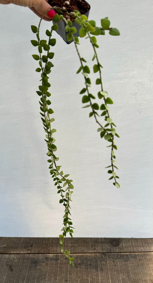 Hoya Chinghungensis