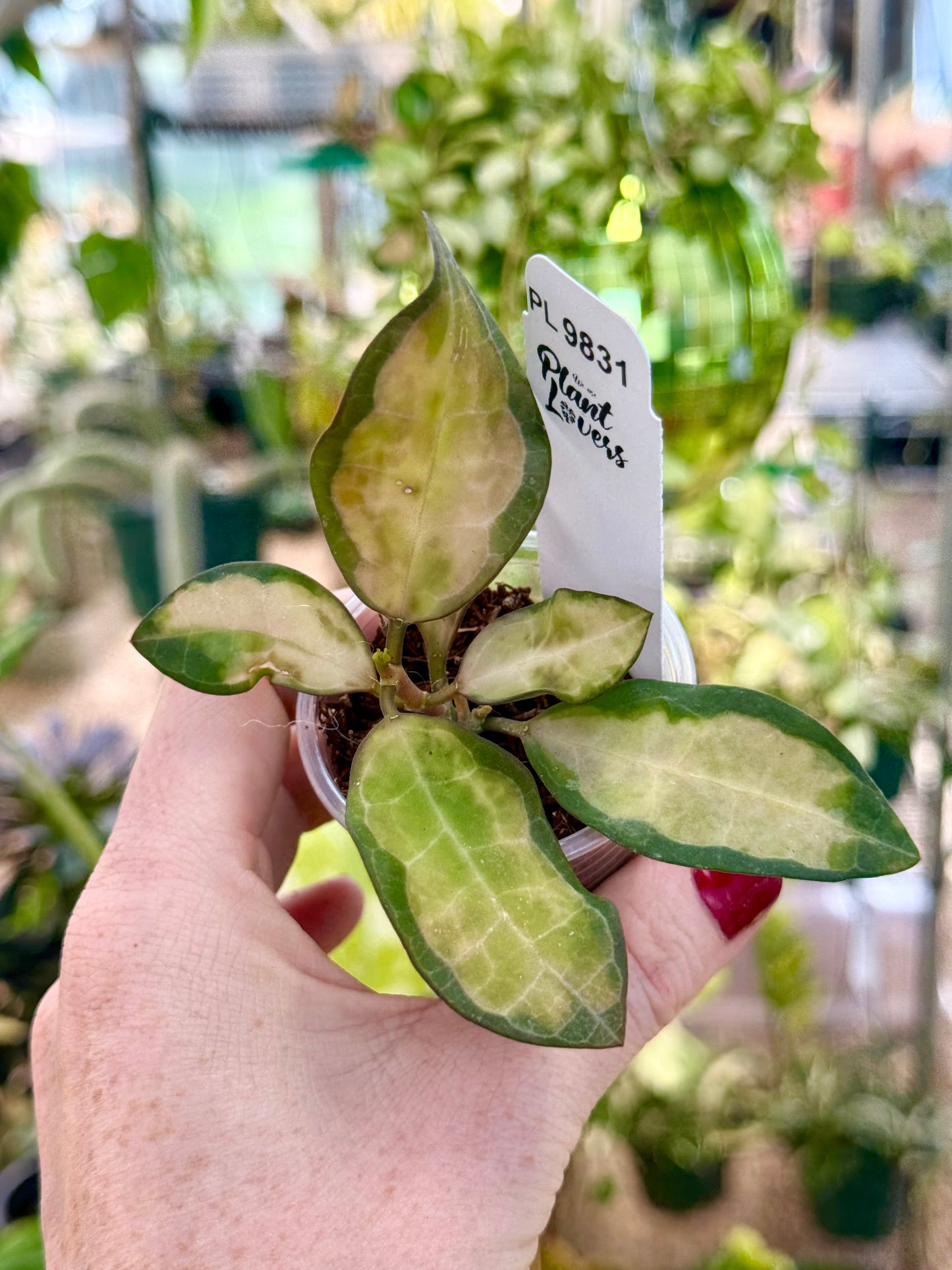 Variegated Elliptica