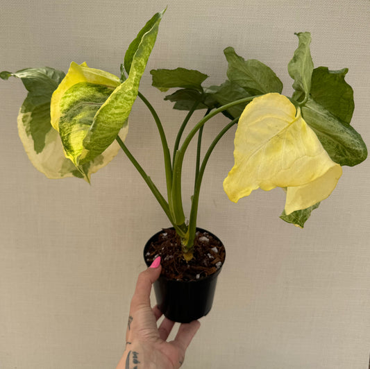 Syngonium Orm Thong