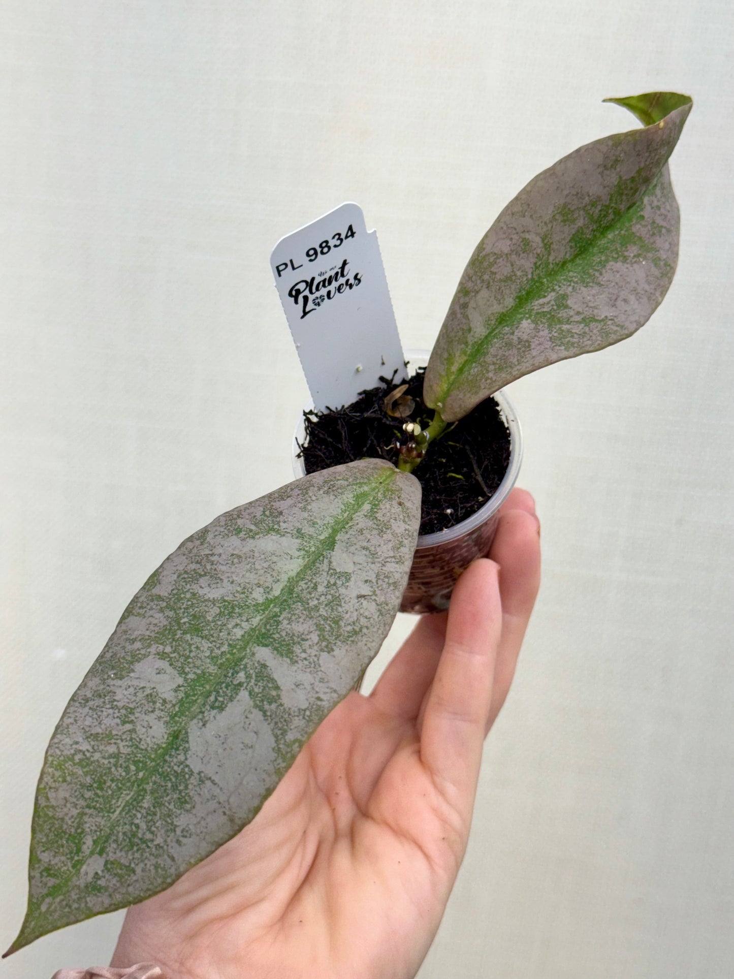Hoya Mitrata Silver