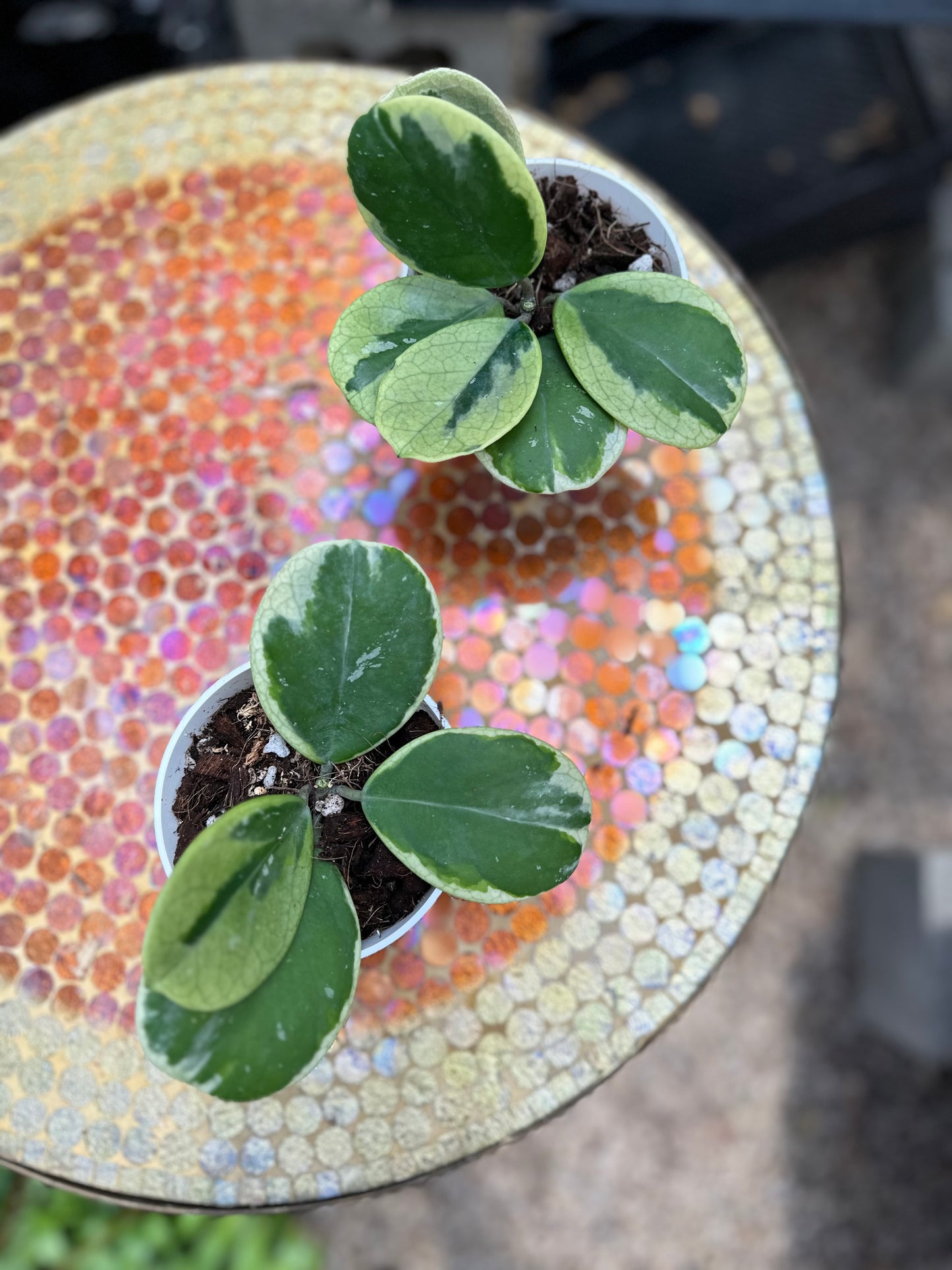 Variegated Obovata White