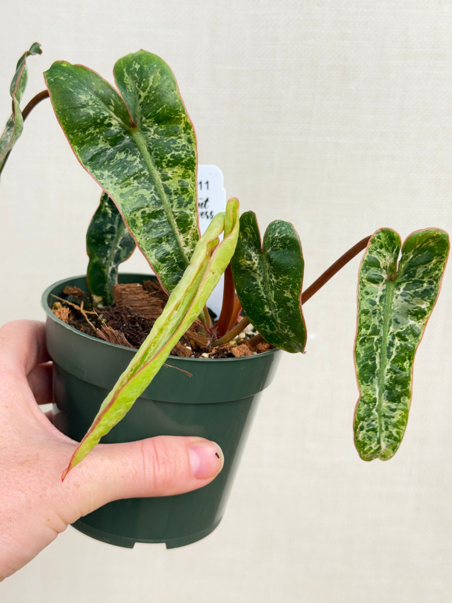 Albo Billietiae