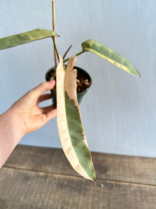 Variegated Philodendron Atabapoense