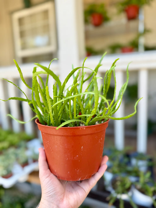 Rhipsalis Boliviana