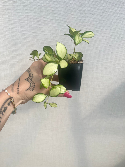 Hoya Heuschkeliana Variegated