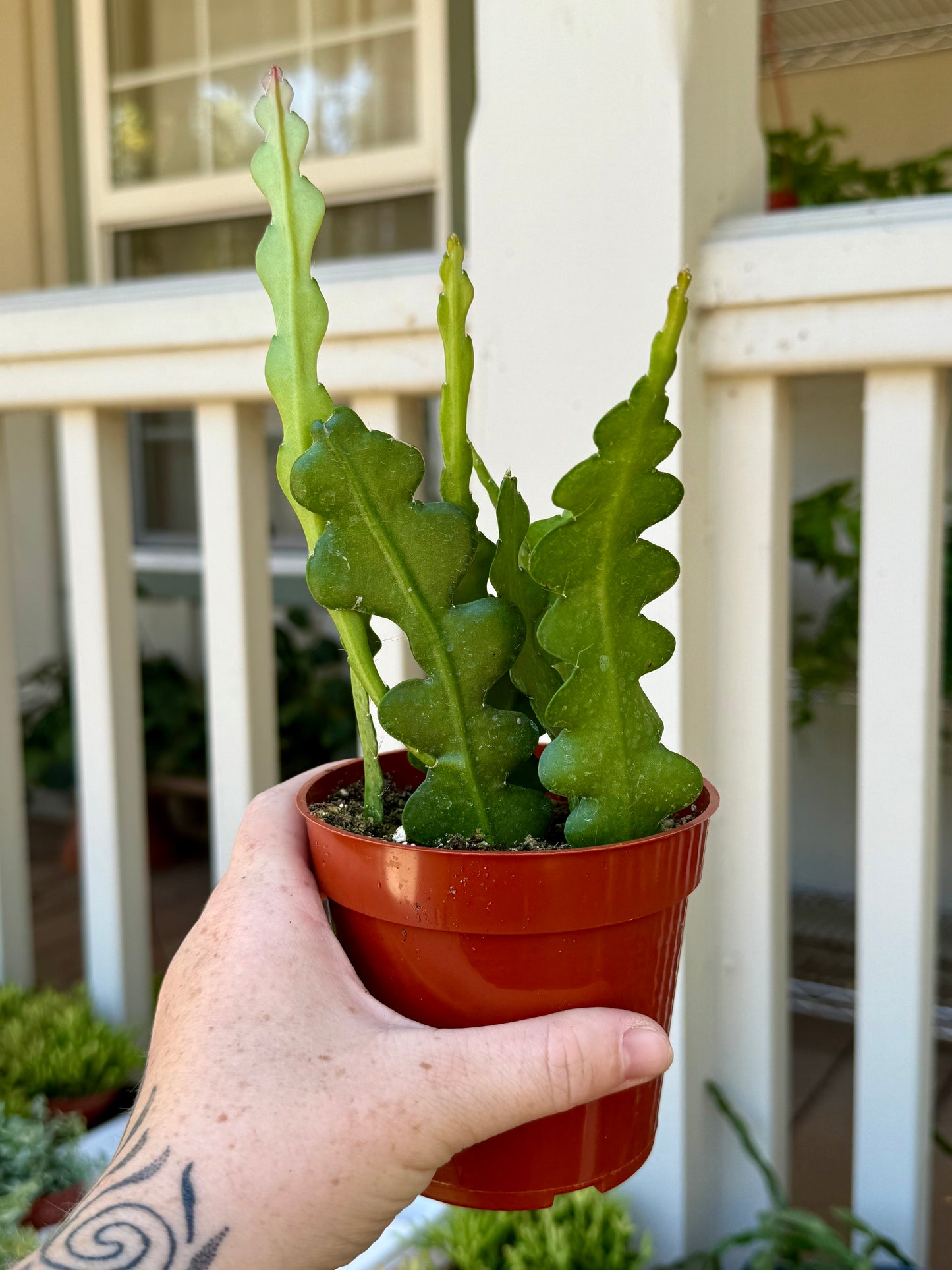 Ric Rac Cactus