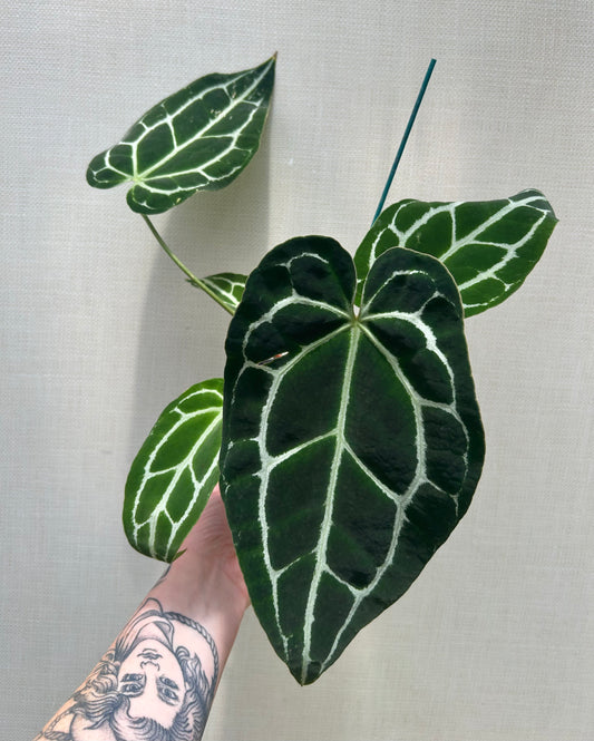 Anthurium Crystallinum