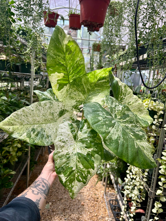 Alocasia Odora Batik