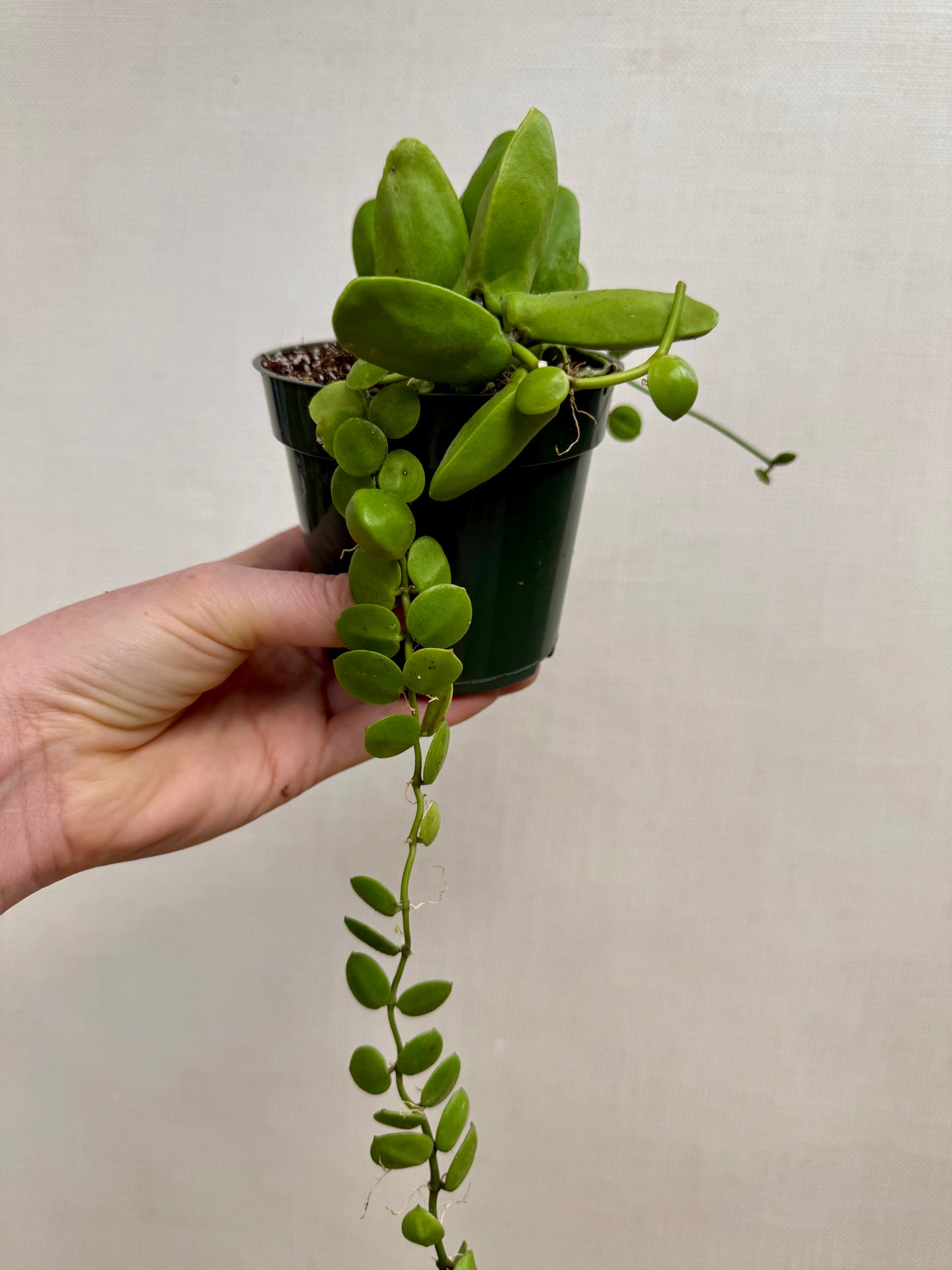 Dischidia Major Mature