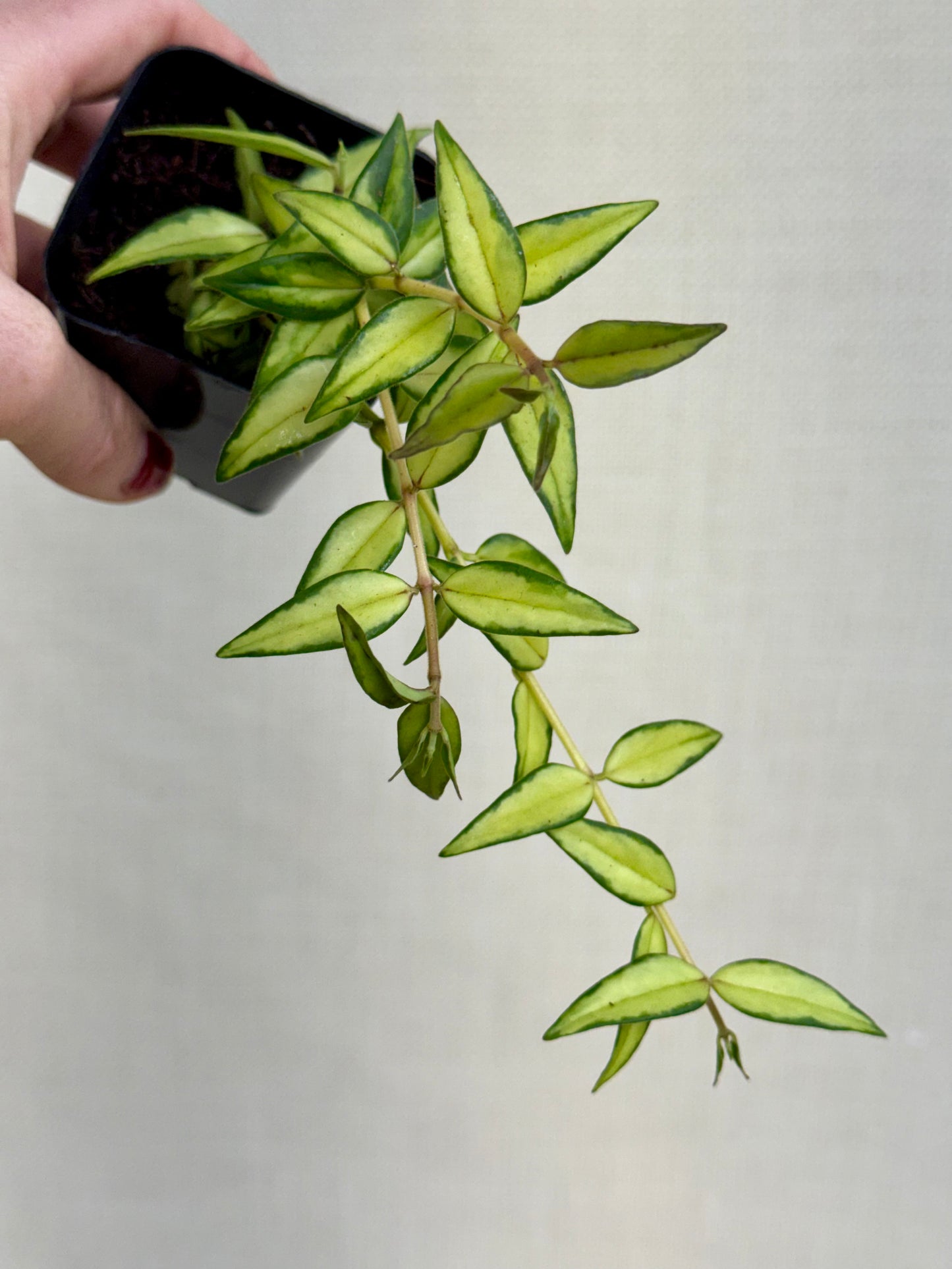Inner Variegated Bella