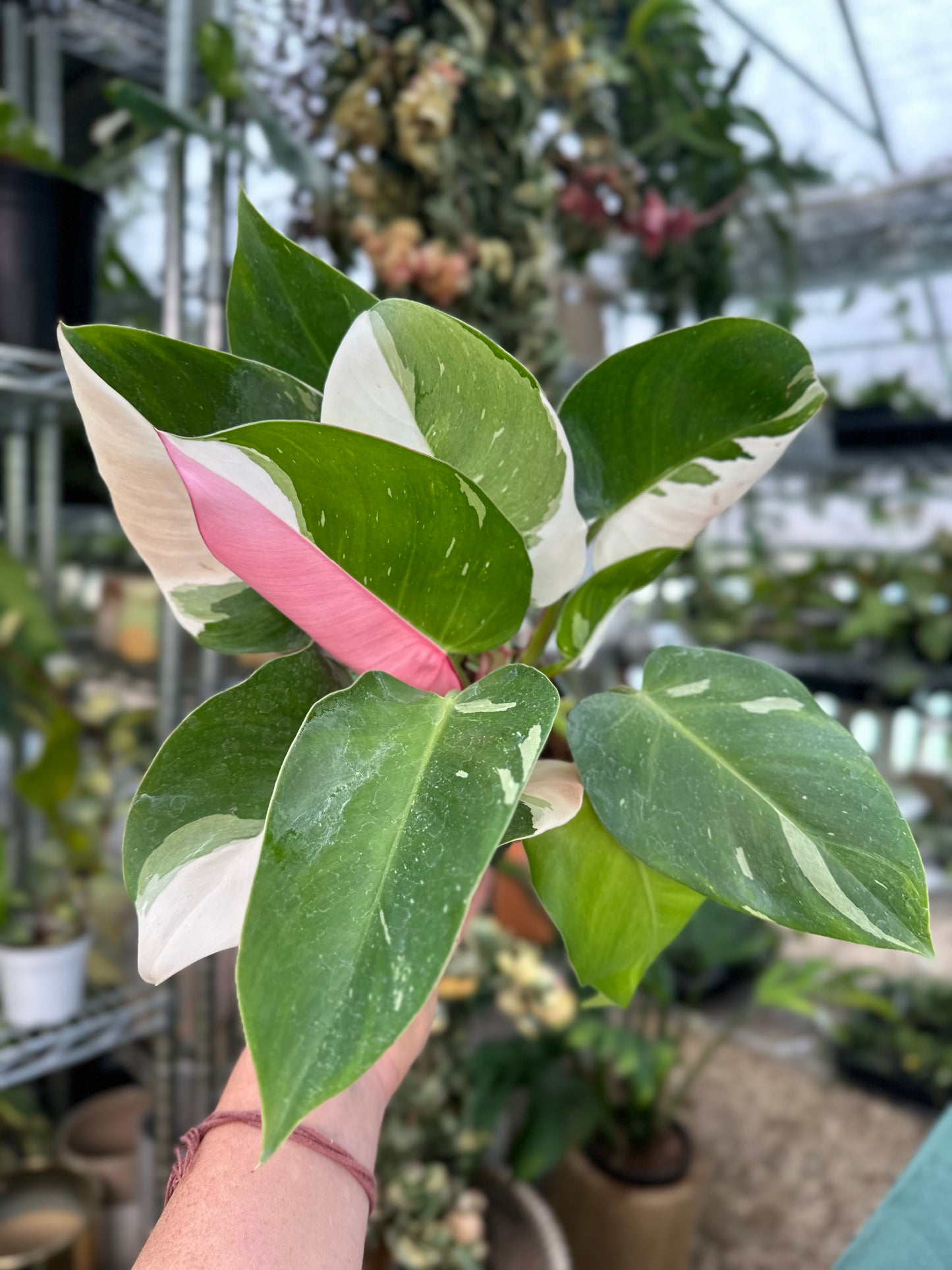 Tricolor Princess Philodendron