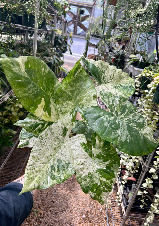 Alocasia Odora Batik