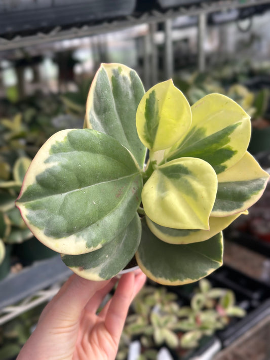 Variegated Pachyclada