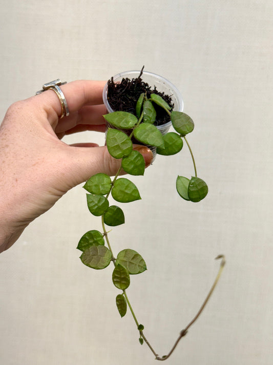 Dischidia Hirusuta Yellow