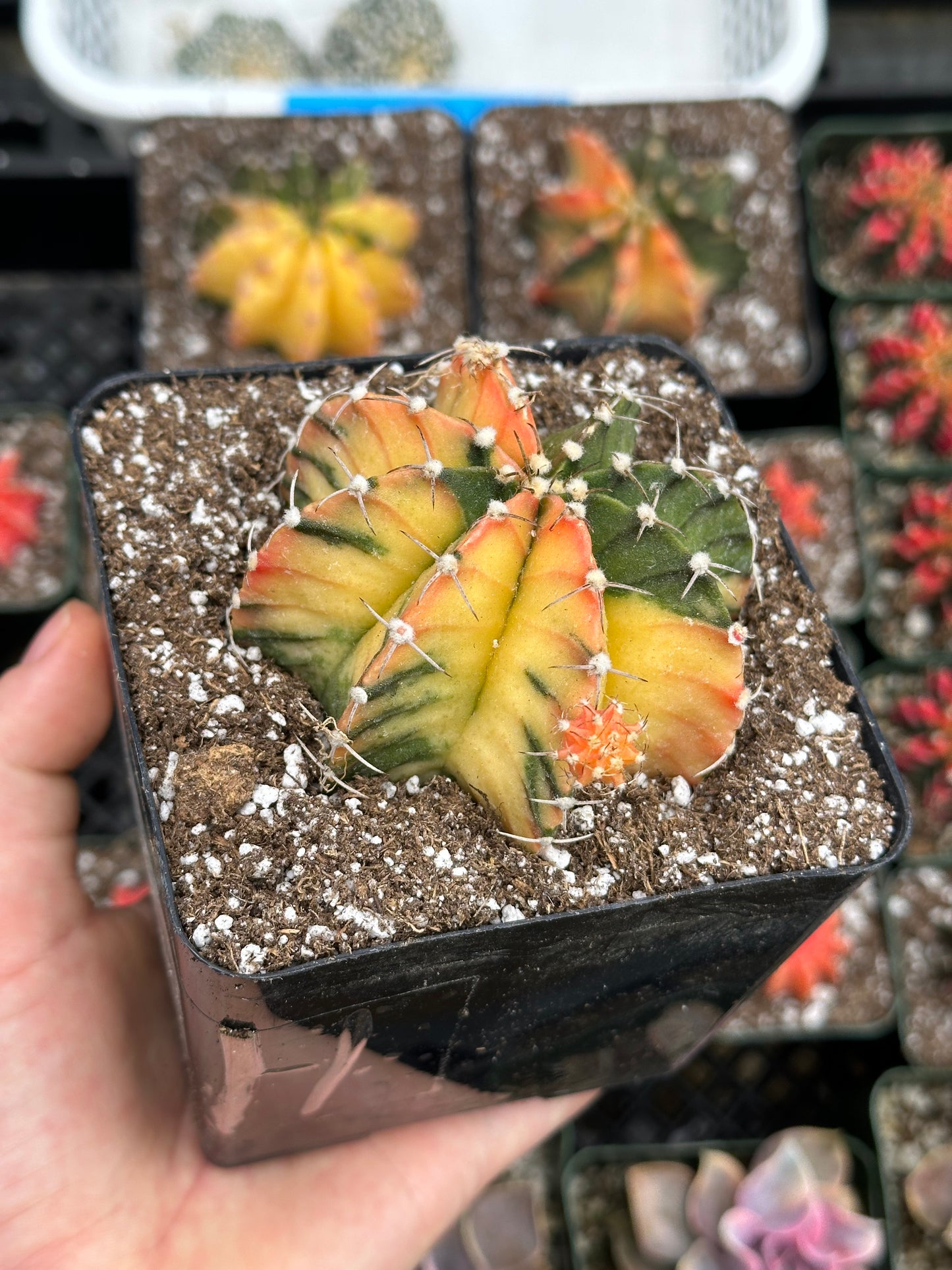 Gymnocalycium Cactus