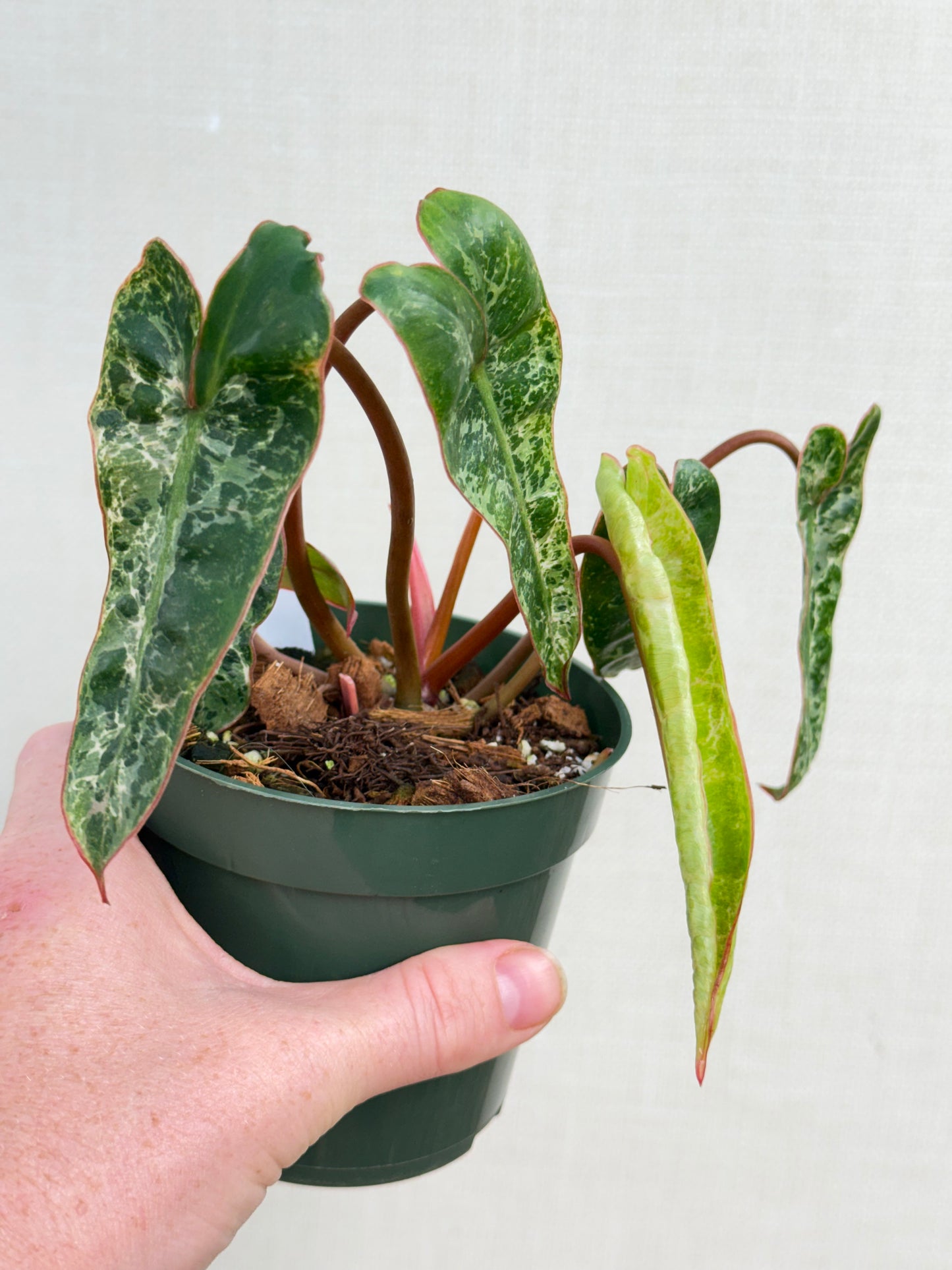 Albo Billietiae