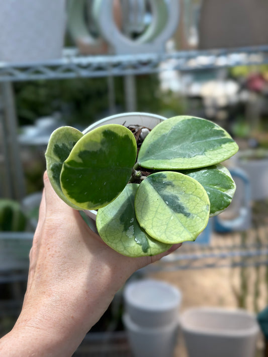 Variegated Obovata White