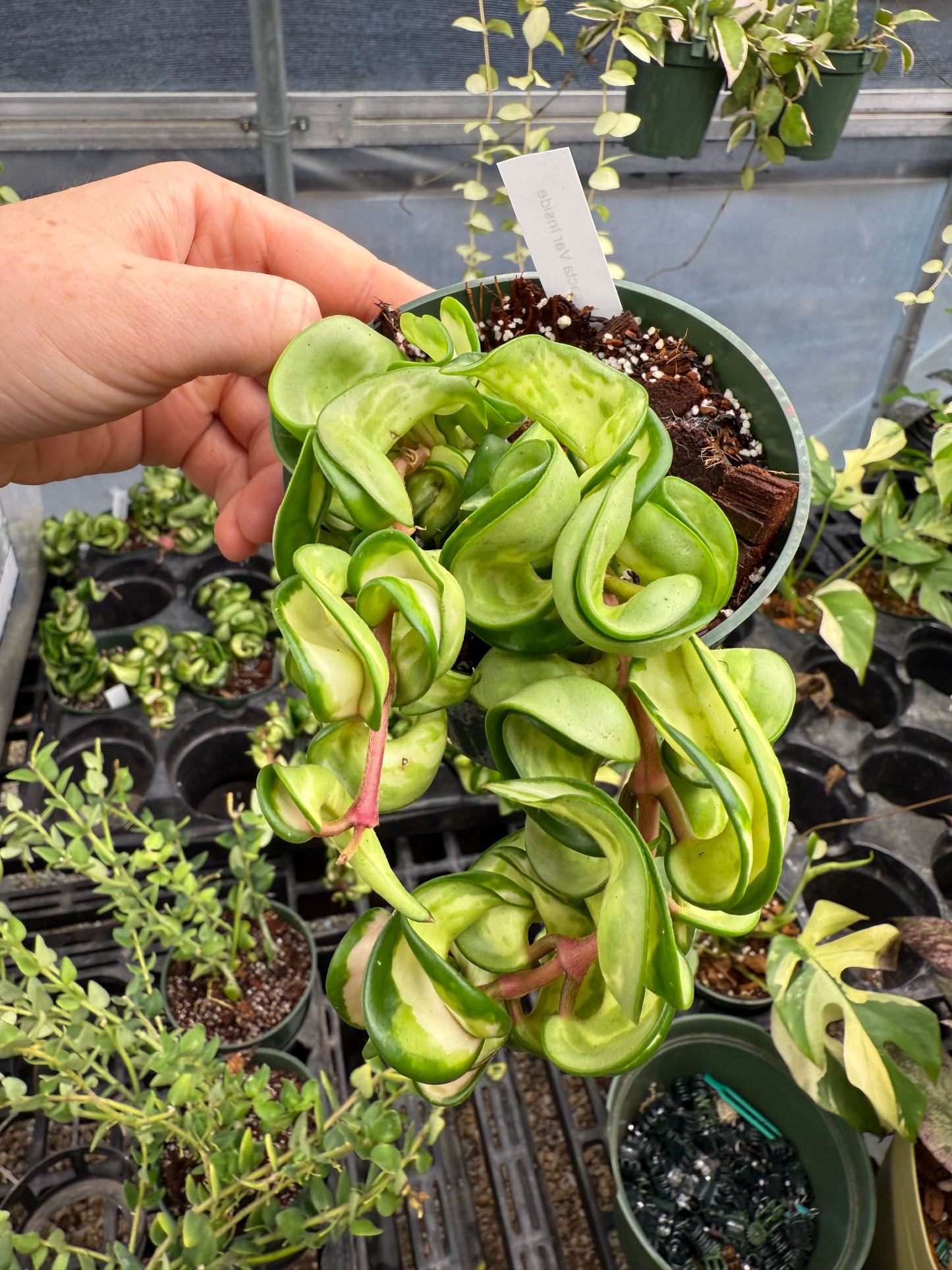 Mauna Loa Compacta Rope