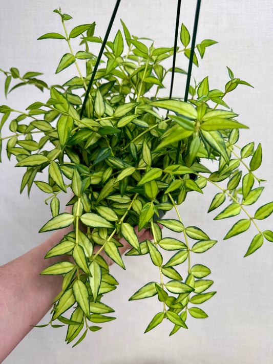 Inner Variegated Bella
