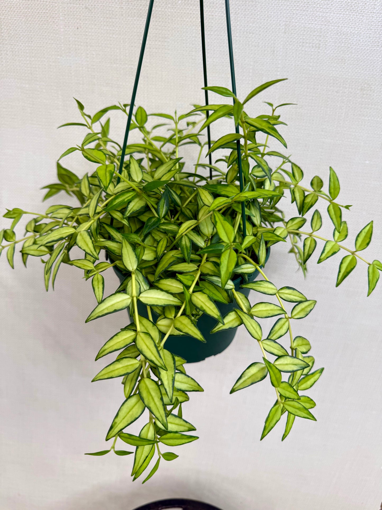 Inner Variegated Bella