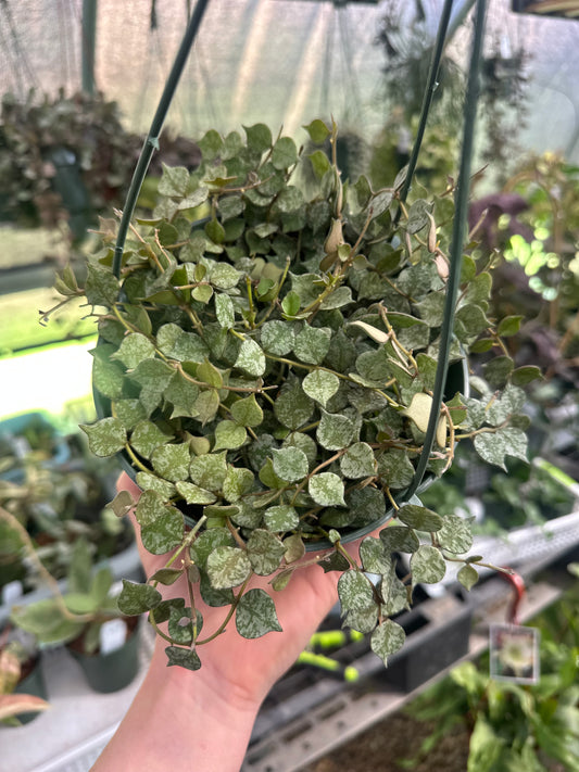 Hoya Curtisii