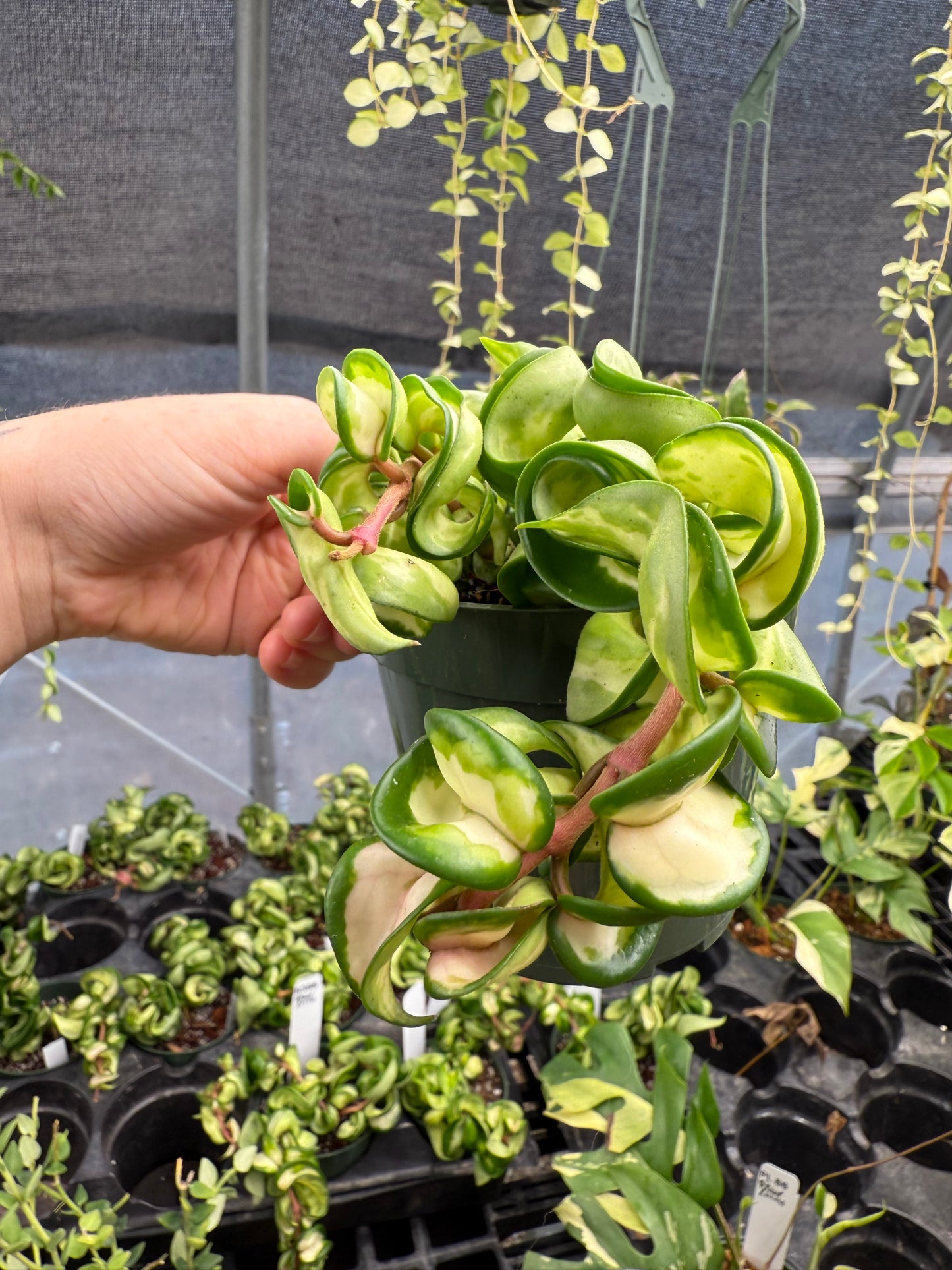 Mauna Loa Compacta Rope