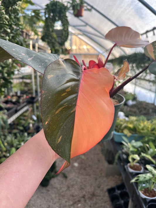 Orange Princess Philodendron