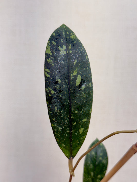 Vitellinoides Splash