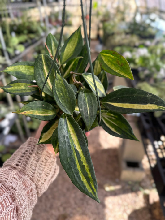 Hoya Macrophylla Inner Variegated ‘Pot of Gold’