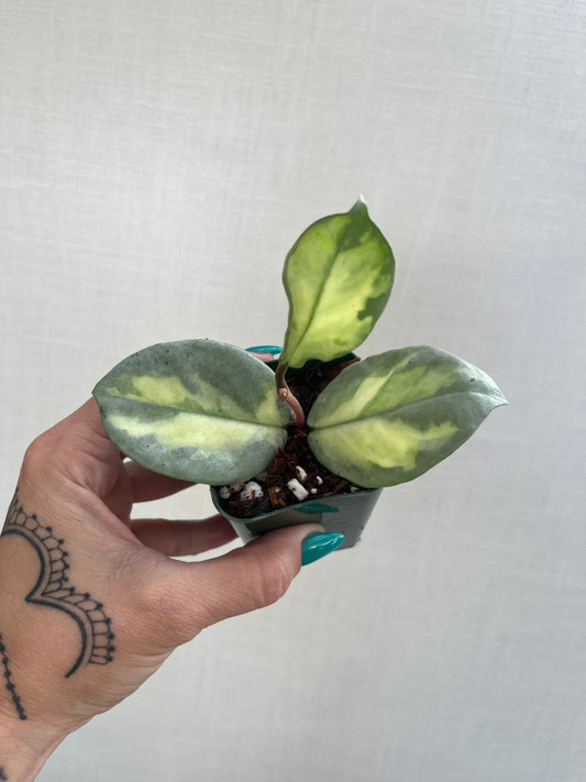 Hoya Argentea Princess