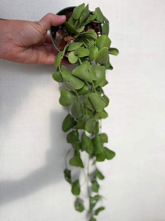 Dischidia Platyphylla