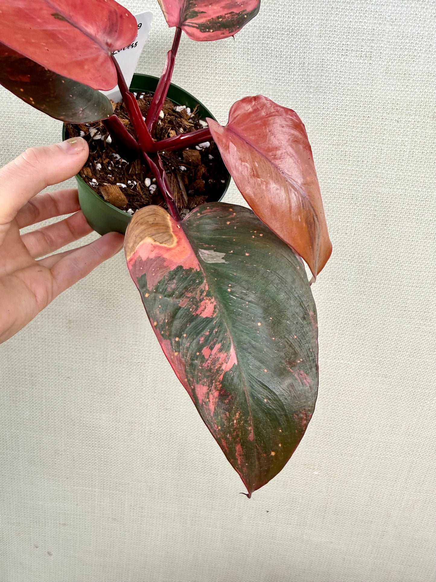 Philodendron Princess of Fire