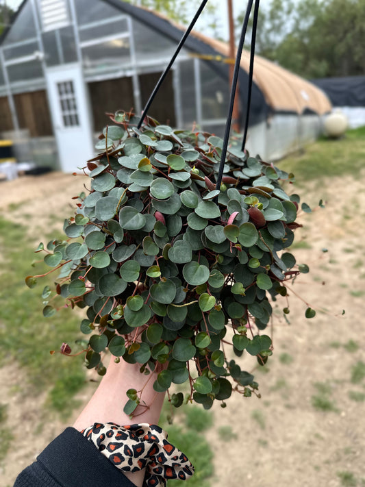 Peperomia Ruby Cascade