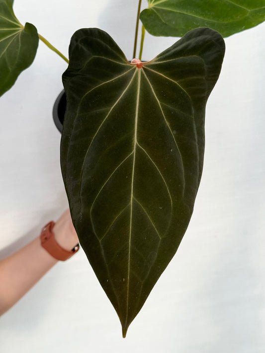 Anthurium Papi Red Stem x Red Sonya
