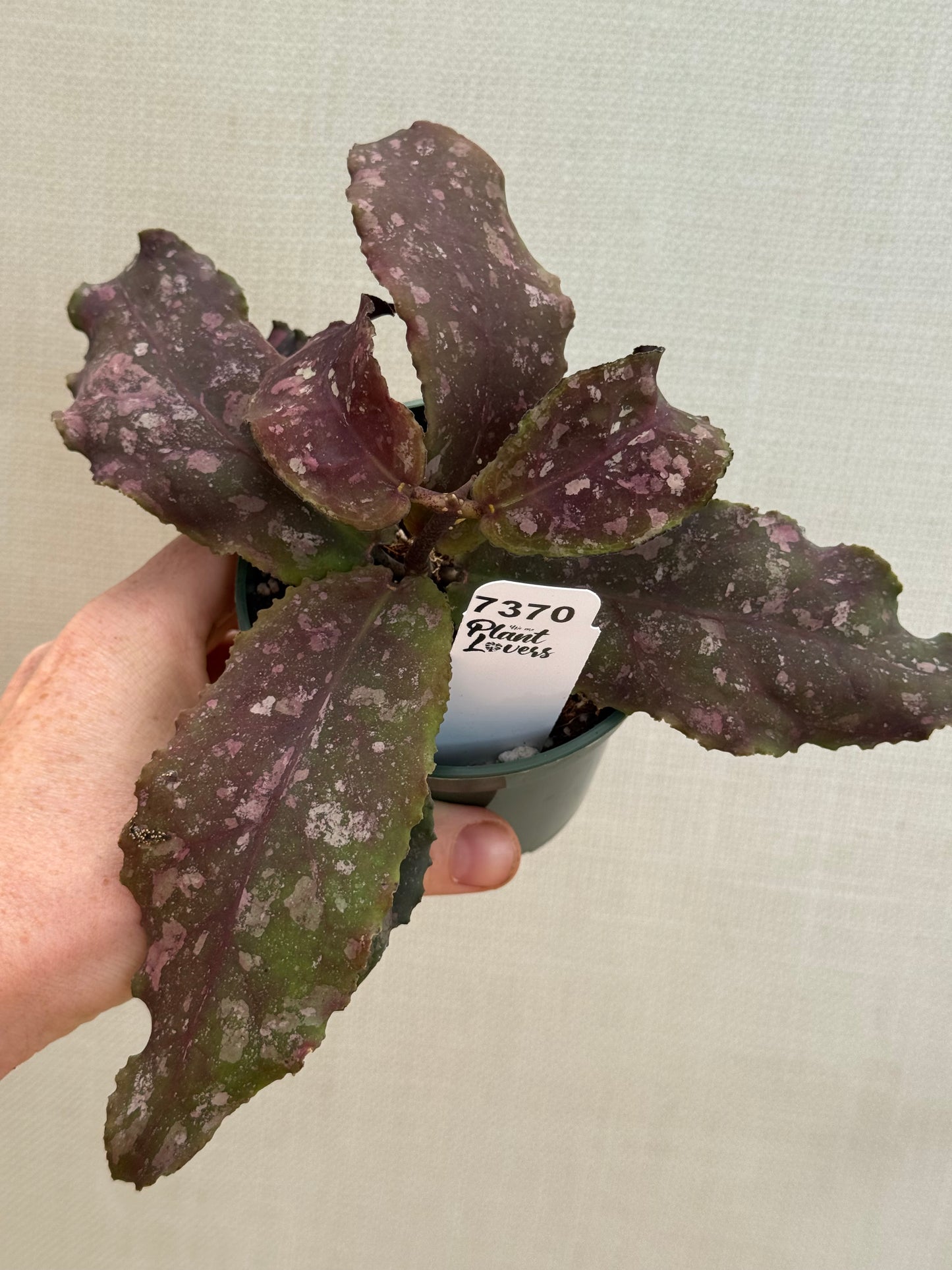 Hoya Undulata