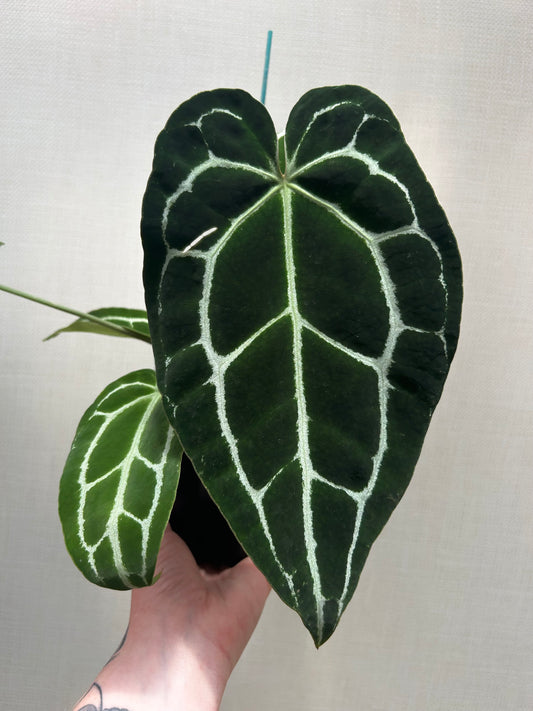 Anthurium Crystallinum