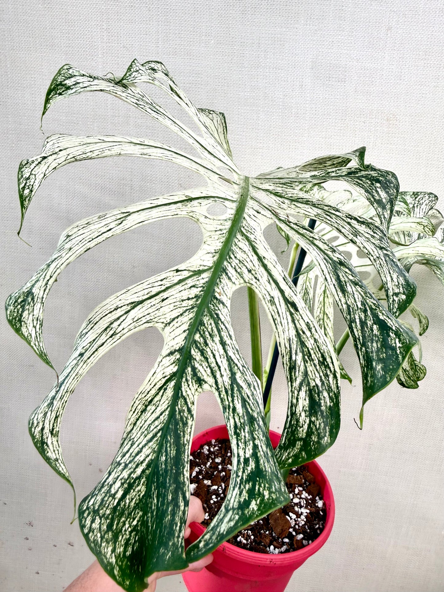 Monstera Devil