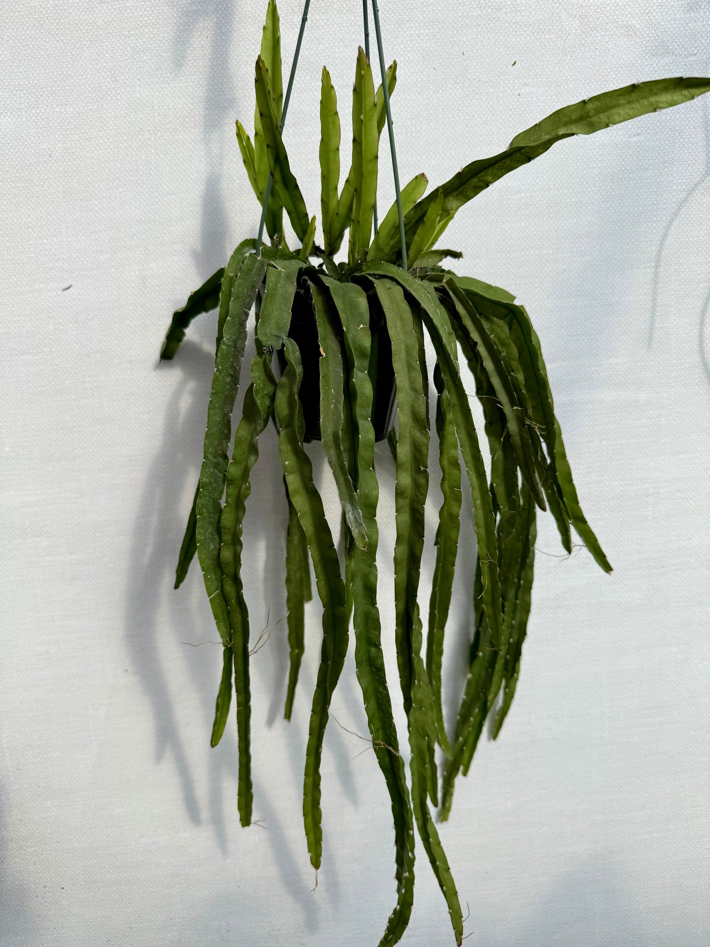 Rhipsalis Hurricane