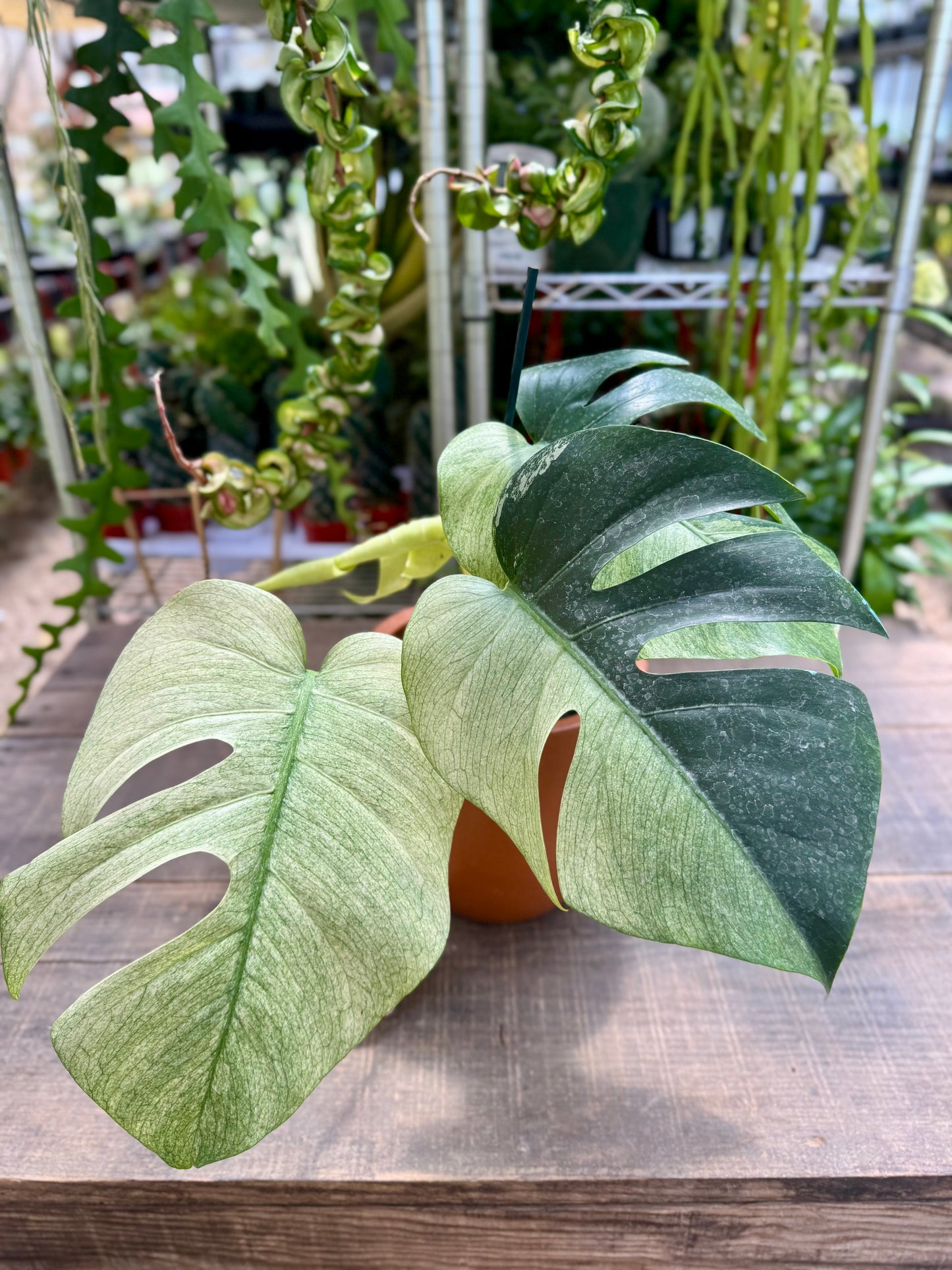 モンステラ・ポトス Monstera Mint \"Green on Green\"A22 Rare Monstera Deliciosa Mint Variegated Houseplant Guide