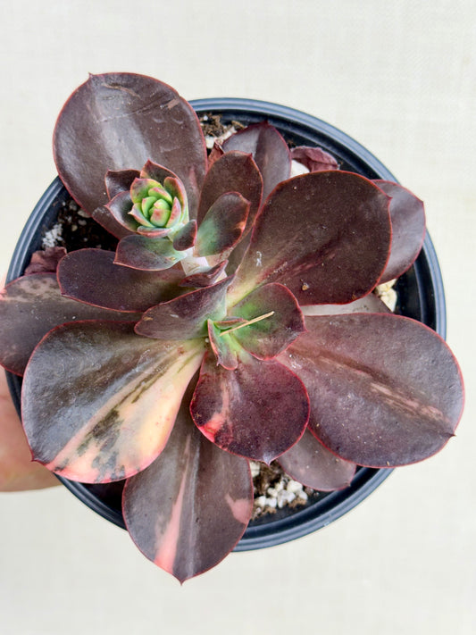 Echeveria Primadonna