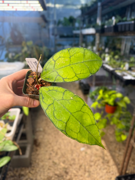 Kalimantan Large Leaf