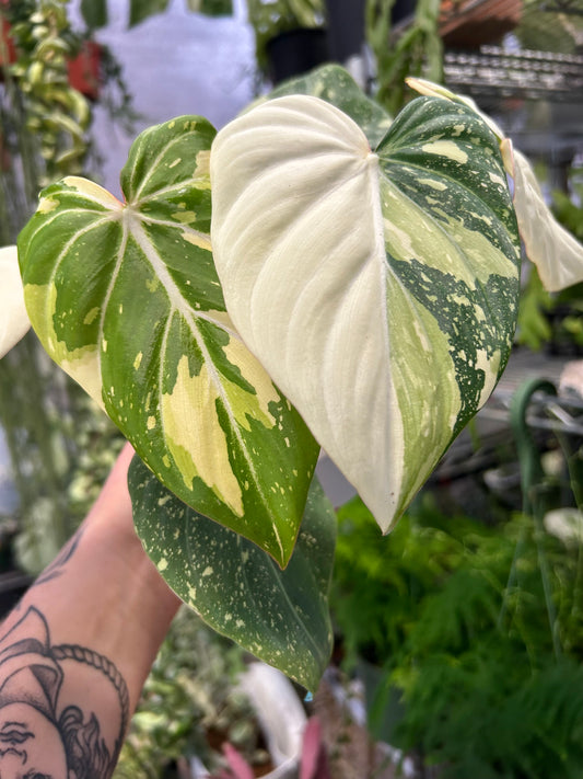 Variegated Philodendron Gloriosum