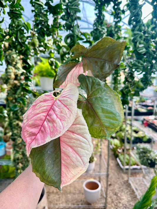 Strawberry Ice Syngonium