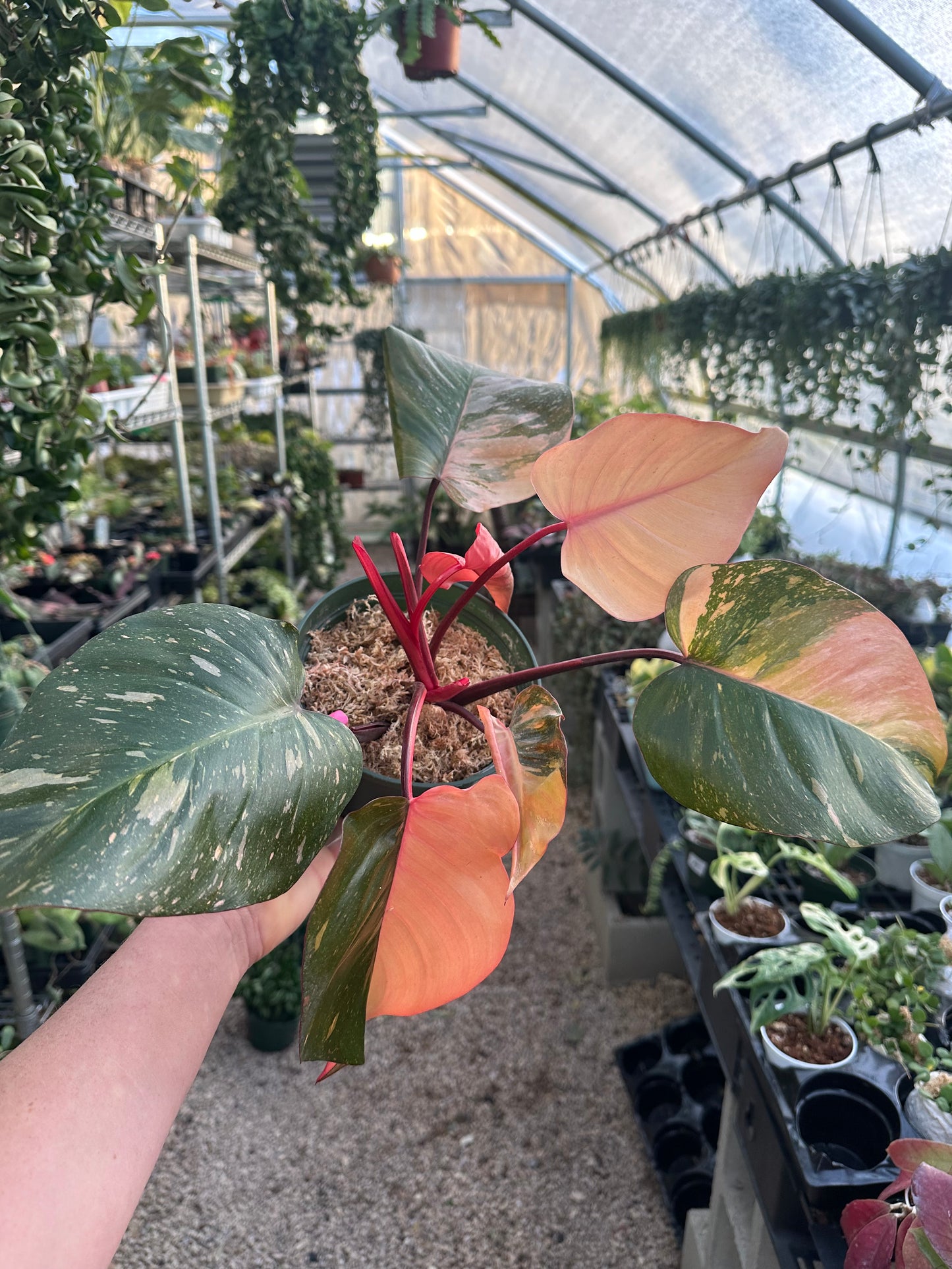 Orange Princess Philodendron