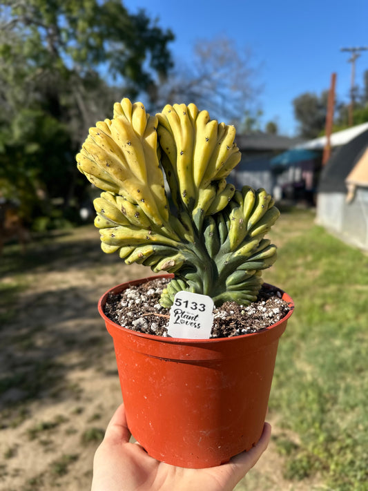 Myrtillocactus Geometrizans Variegated