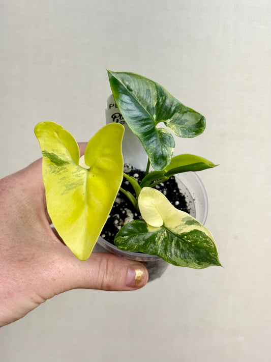 Philodendron Goeldii Variegated
