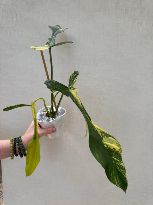 Variegated Joepii