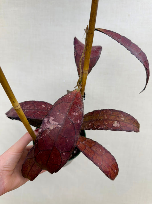 Red Clemensiorium