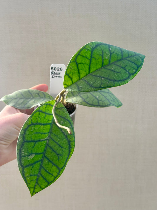 Callistophylla Vena
