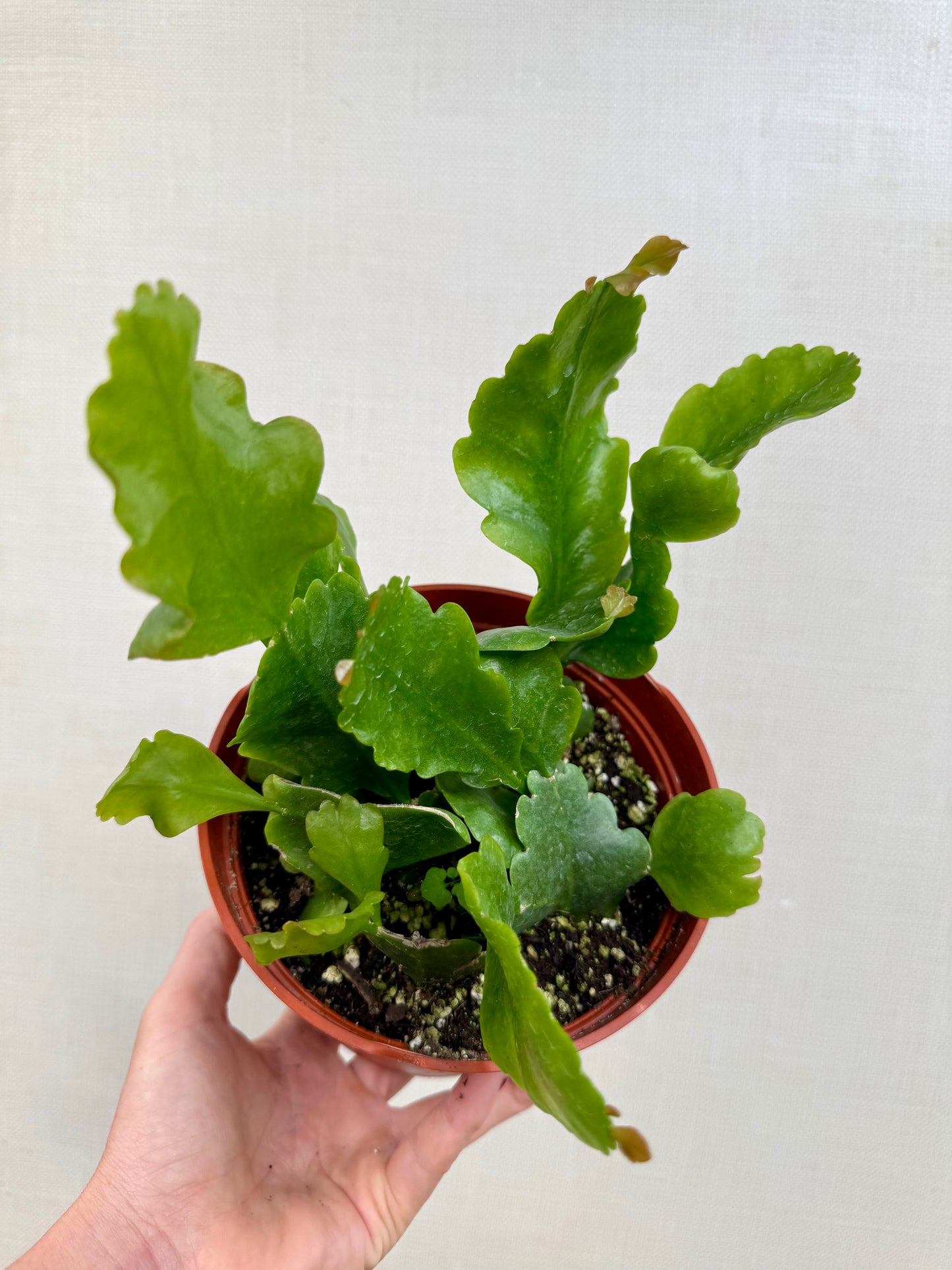 Rhipsalis Oblonga